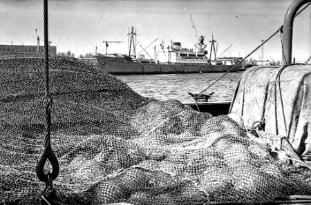 Рыбный порт в Таллине  1965