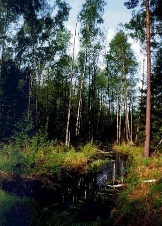 хвойные  леса  Эстонии