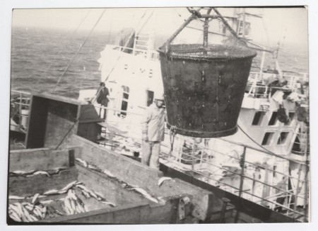 Перевалка рыбы с рыболовного судна на транспортное судно 1982