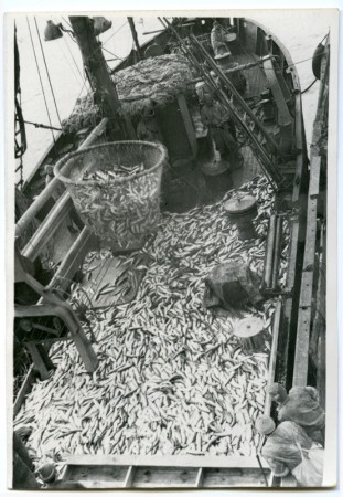 ТР Август Корк  перегружает рыбу на свой борт - 1967