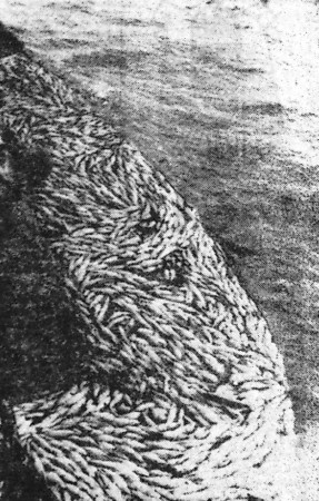Богатый улов – СРТ-4292 21 05 1969 фото 2-го механика В. Кельта