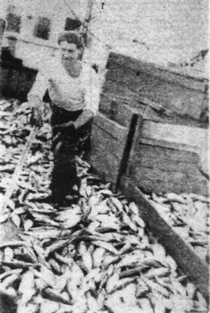 С палубы рыба идет в цех -  ПР Саяны  11 04 1971