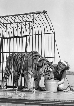 Укротительница Маргарита Назарова и тигр Пурш  1956