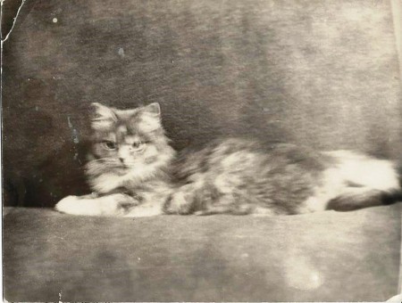 кошка Аксеновых,  Машка