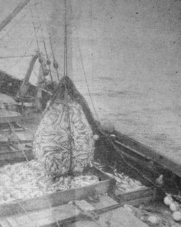 Богатый  улов  пикши поднял на  борт  СРТ-4480.  – 29 10 1974 Фото И. Козюлина.