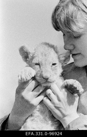 маленькая львица Эльса в Таллинском зоопарке 1967