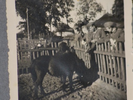 пони в зоопарке  Кадриорга 1943