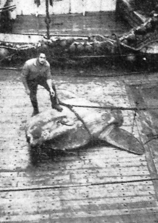 Вот такую рыбу-луну поймали недавно  - БМРТ-474 Осмуссаар 27 11 1968