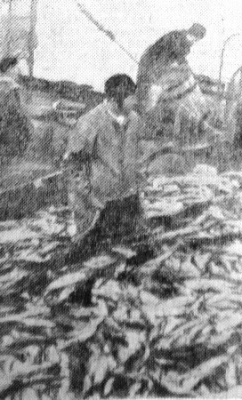 Идет большая рыба  - СРТР-9130  06 06  1964  фото Е. Шараева