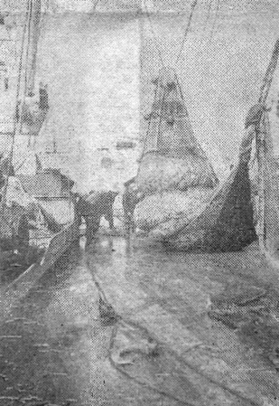 Рано встает над Атлантикой умытое океанской водой солнце, а рыбаки  Мустъярва  уже  несут свою трудовую вахту - 28 09 1974