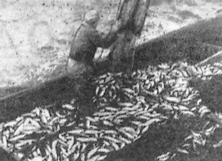 Хорошая рыба принята на борт – 08 04 1967 фото матроса Т. Васильева