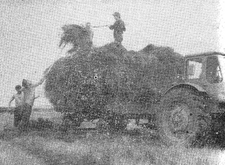 Идет заготовка сена – Эстрыбпром-совхоз Ридала 28 07 1979