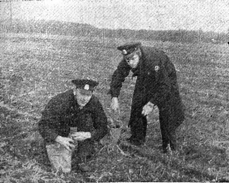 курсанты Таллинской мореходной школы на полях совхоза Мартна убирают урожай - 26 10 1978
