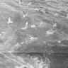 Идет первый трал...  и чайки уже почуяли богатую добычу – 12 06 1973   Фото М.  НИКОЛЬСКОГО.