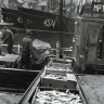 Транспортировка кильки на переработку в рыбном порту Талинна в 1962 году
