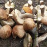 эстонские  леса  полны  благородных  грибов