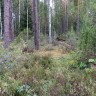 Эстонский лес