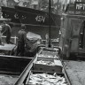 килька на транспортере идетв морозильник порта Рыбного в Таллине  1962