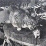 морской кот- трапеза на судне -1968